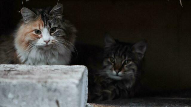 Жители Зеленоградска отправят новогодние подарки котам из Японии 