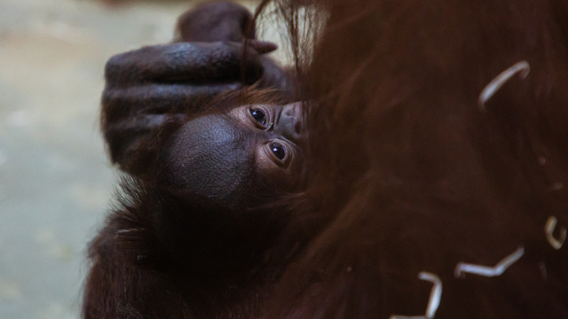В Калининградском зоопарке самка орангутана кутает детёныша в одеяла (видео)
