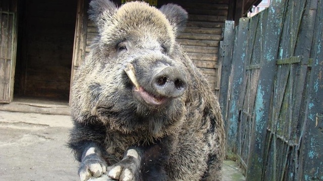 В преддверии Года свиньи в Калининградском зоопарке вспомнили истории про кабана Арнольда