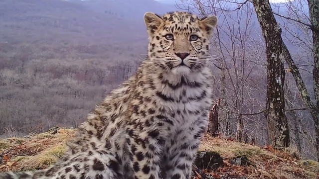На Дальнем Востоке сняли позирующих на камеру диких леопардов (видео)