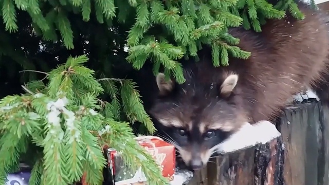 В зоопарке Калининграда еноты распаковали праздничные подарки (видео)