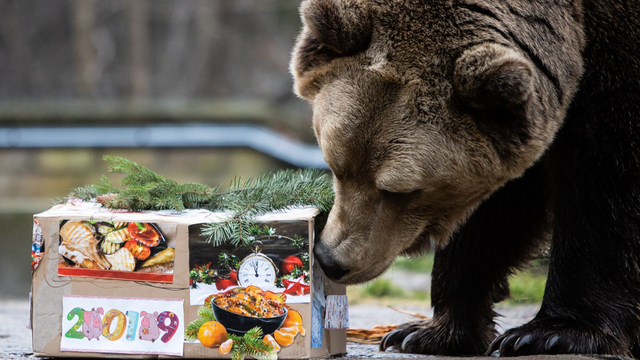 В Калининградском зоопарке поздравили с Новым годом животных (фото)