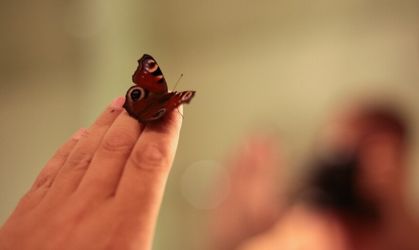 «Бабочку кормлю из ложечки»