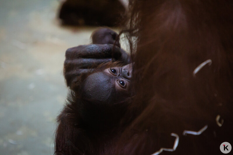В Калининградском зоопарке самка орангутана показала детёныша (фото) - Новости Калининграда | Александр Подгорчук / &quot;Клопс&quot;
