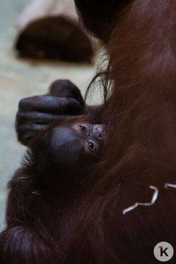 В Калининградском зоопарке самка орангутана показала детёныша (фото) - Новости Калининграда | Александр Подгорчук / &quot;Клопс&quot;