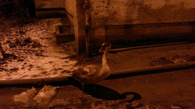 В Калининграде лебедь врезался в стену жилого дома (фото) 