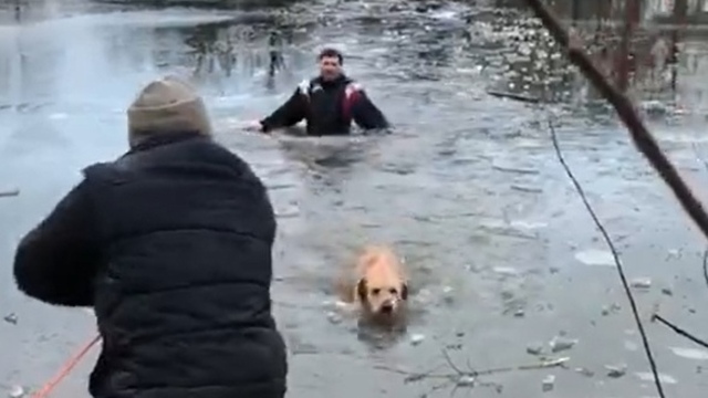 На Летнем озере рабочие спасли провалившуюся под лёд собаку (видео)