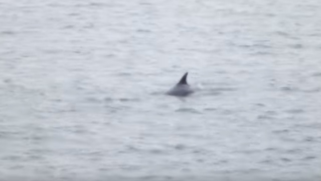 Поляки заметили в Балтийском море дельфина (видео)