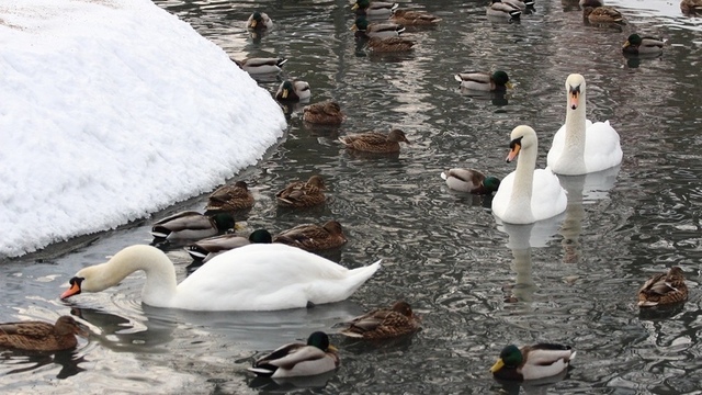 В Калининградском зоопарке расскажут, чем кормить зимующих птиц