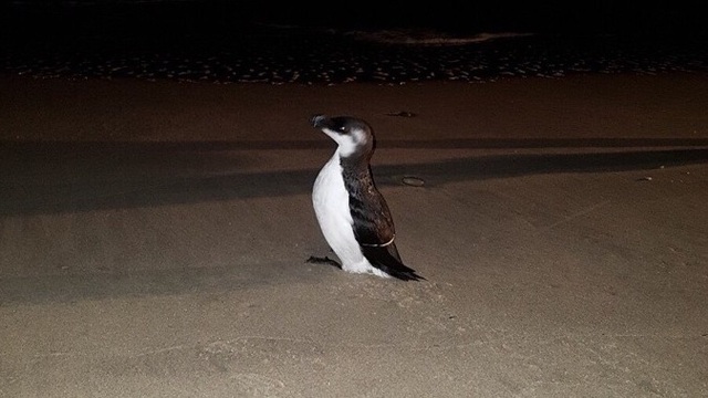 В Янтарном на пляж вышла птица, похожая на пингвина (фото)