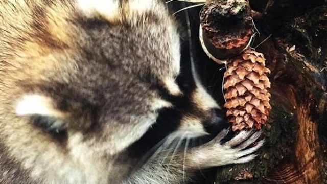 Калининградский зоопарк попросил принести енотам кедровые шишки
