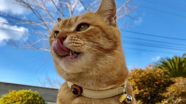 Котам в Японии надели янтарные ошейники из Зеленоградска
