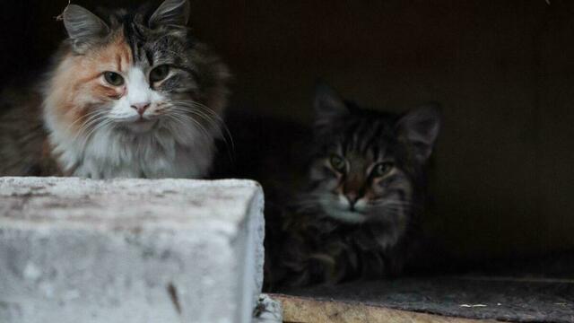 Сотрудники магазина Duty Free в Мамоново рассказали о коте и лисе, не поделивших сосиску 
