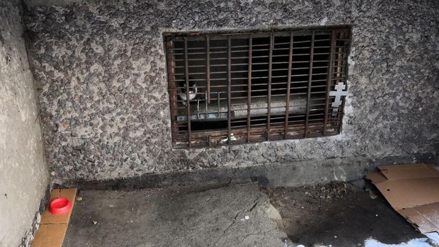 В Калининграде соседи устроили травлю пенсионерке из-за погибших  дворовых кошек