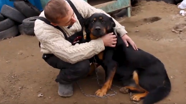 Как ведут себя ставшие домашними собаки из калининградских приютов (видео)