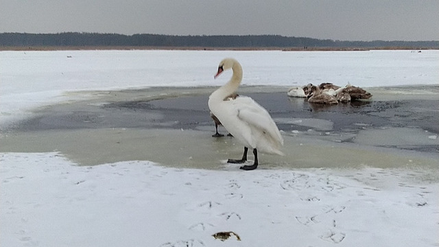 Очевидцы: в пруду под Багратионовском замерзают десятки лебедей
