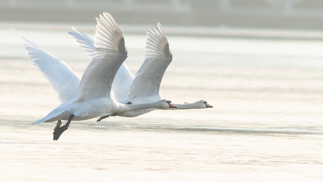 Лебеди на Верхнем озере в Калининграде