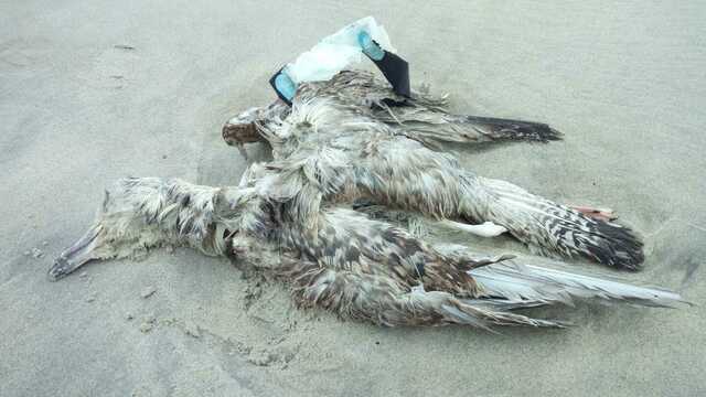 Калининградский орнитолог: В Пионерском из-за пластика погибла чайка 