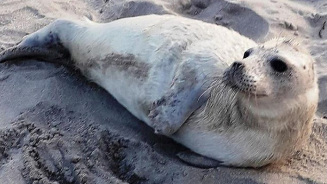 В Балтийске на пляже заметили тюленёнка (фото)