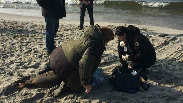 Ветеринары достали рыболовный крючок из пасти тюленя, выброшенного на пляж Балтийска (фото)