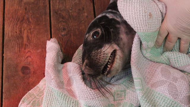 В Калининградском зоопарке рассказали о состоянии тюленёнка, найденного в Отрадном
