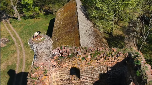Аист свил гнездо на одной из старейших калининградских кирх (видео с дрона)