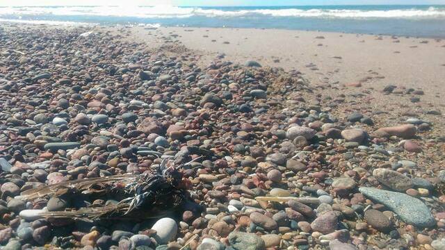 На морском побережье в Калининградской области обнаружены сотни погибших птиц