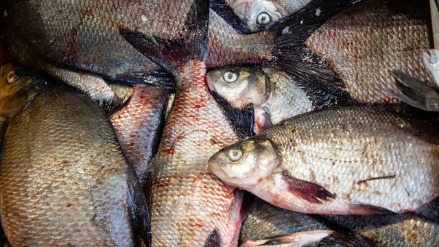 В России предложили ввести нормы вывоза улова для рыбаков-любителей