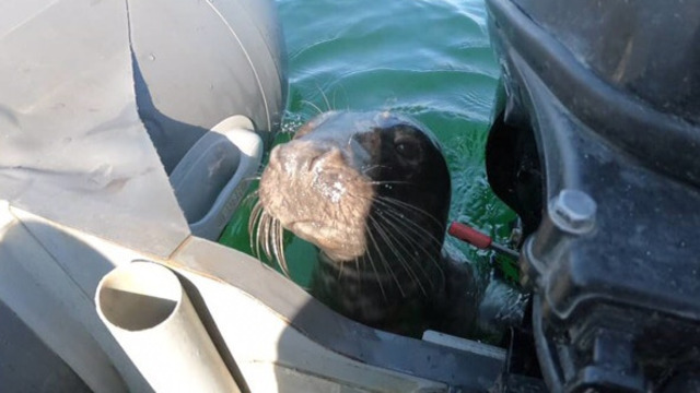 “Хорошо, что власти этим озаботились”: директор Калининградского зоопарка — о крематории для тюленей