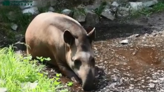 В Калининградском зоопарке тапир спасается от жары в устроенной для него луже (видео)