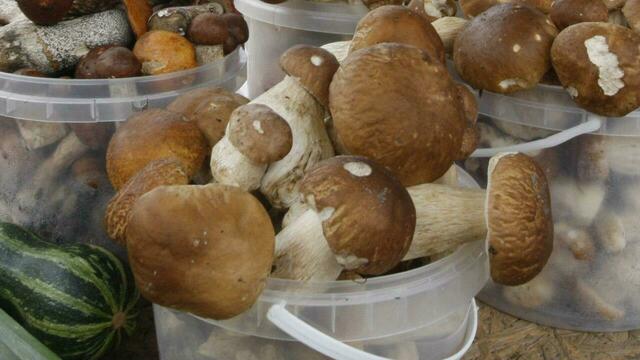 Минсельхоз планирует регулировать сбор грибов и ягод