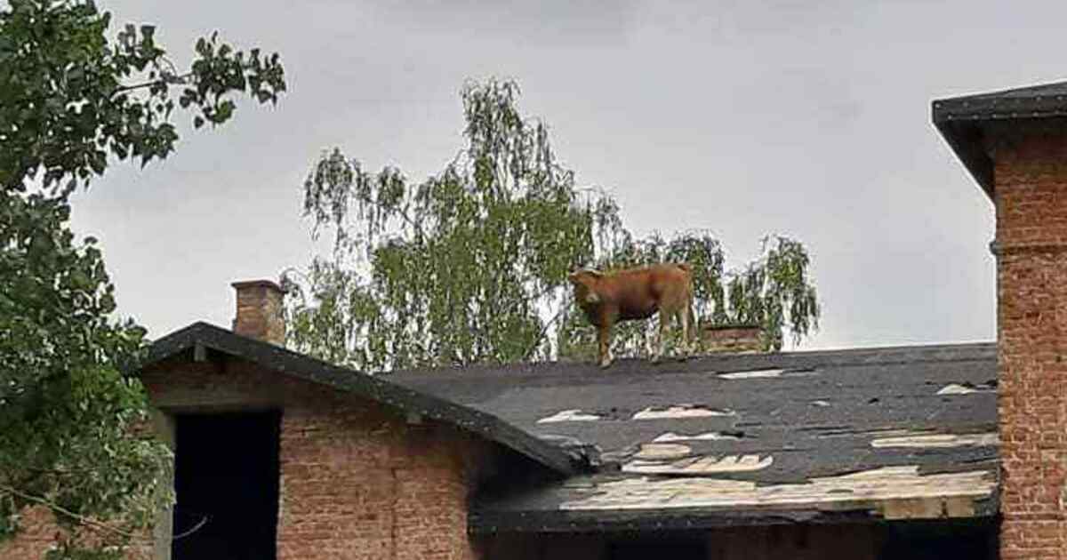 Интересные подборки про кошек и собак