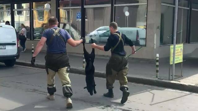 В Калининграде отловщики тащили бездомную собаку за задние лапы (видео)