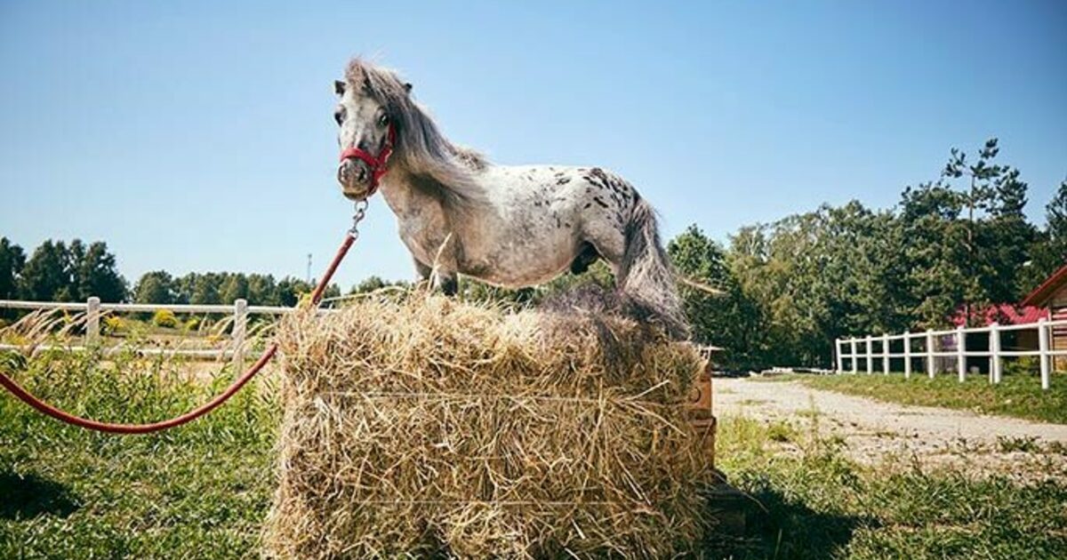 Наименьшая лошадь в мире. Самый маленький конь в мире. Самая маленькая лошадка в мире. Самые маленькие лошади в мире. Рекорды лошадей.