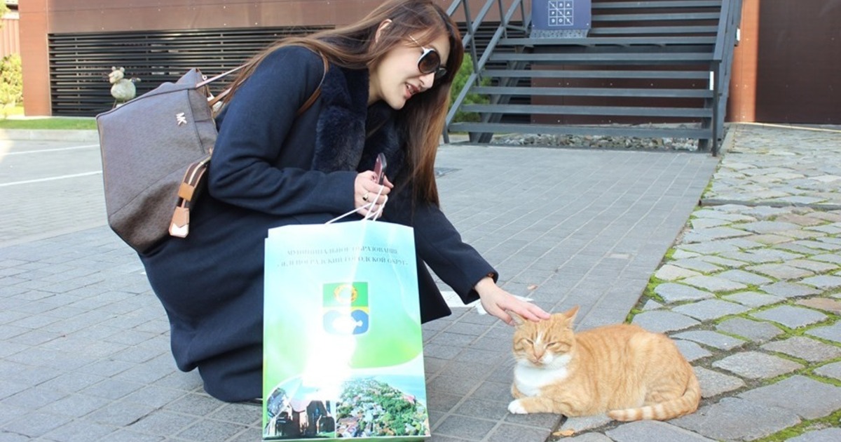 «9 Жизней Зеленоградского кота музей. Жительница Японии. День Зеленоградского кота 2024. День зеленоградского кота