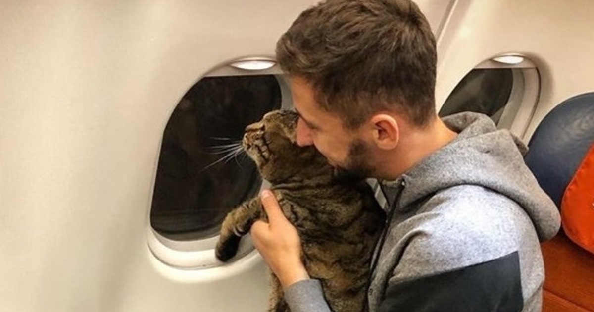 В самолет можно кот. Кот в самолете. Кот пассажир. Котенок в самолете. Кот в самолете фото.