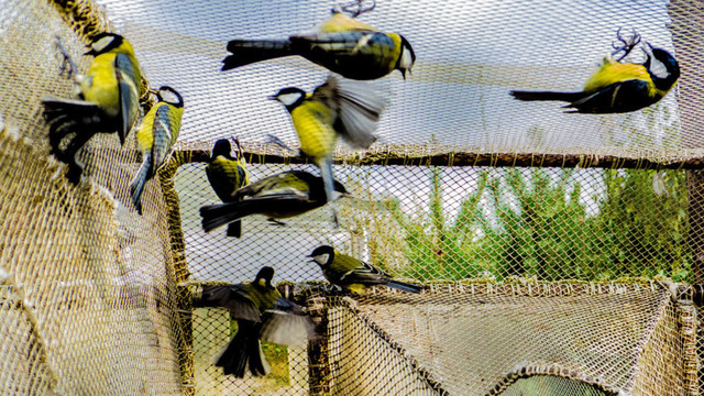 В калининградских библиотеках пройдут “Синичкины дни”: три факта об этих птицах