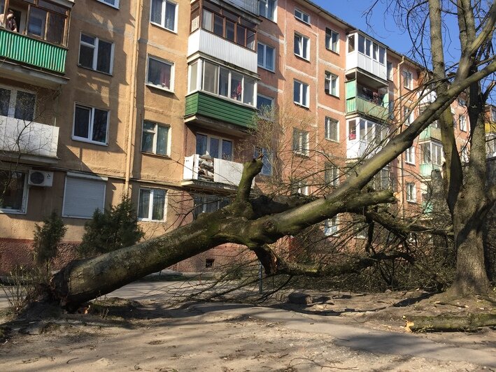 На проспекте Мира в Калининграде из-за ветра дерево рухнуло на машину (фото) - Новости Калининграда | Александр Подгорчук / &quot;Клопс&quot;