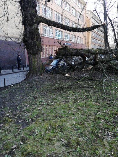 На проспекте Мира в Калининграде из-за ветра дерево рухнуло на машину (фото) - Новости Калининграда | Фото: очевидец