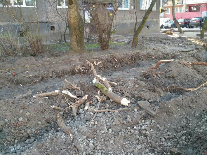На Московском проспекте при строительстве парковки уничтожают корни 50-летних деревьев (фото) - Новости Калининграда