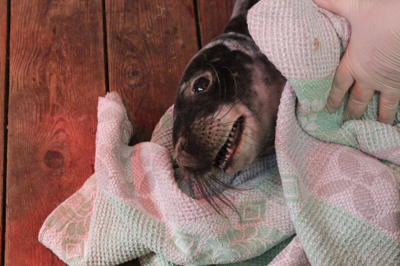 В Калининградском зоопарке рассказали о состоянии тюленёнка, найденного в Отрадном - Новости Калининграда | Фото: пресс-служба Калининградского зоопарка