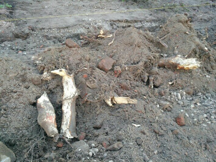 На Московском проспекте при строительстве парковки уничтожают корни 50-летних деревьев (фото) - Новости Калининграда