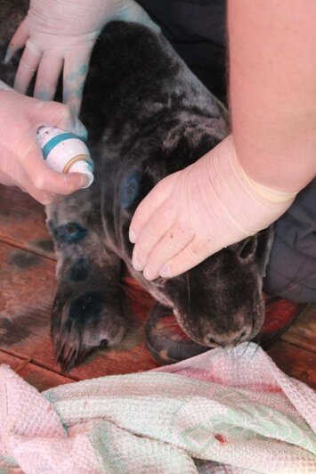 В Калининградском зоопарке рассказали о состоянии тюленёнка, найденного в Отрадном - Новости Калининграда | Фото: пресс-служба Калининградского зоопарка