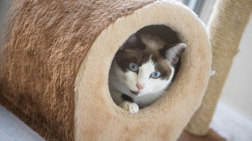Учёные доказали, что кошки умеют реагировать на свои клички - Новости Калининграда | Архив &quot;Клопс&quot;
