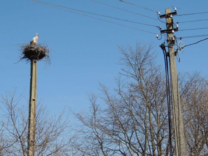 В Гусевском районе энергетики установили платформу для гнёзд аистов (фото) - Новости Калининграда | Фото: пресс-служба &quot;Янтарьэнерго&quot;