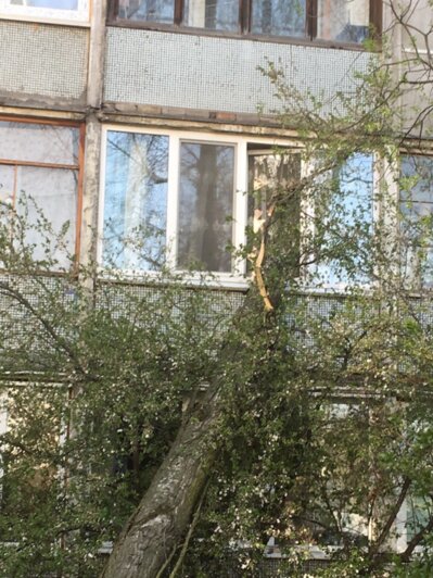 На ул. Батальной ветер повалил дерево на балкон жилой многоэтажки (фото)  - Новости Калининграда | Фото: читатель &quot;Клопс&quot;