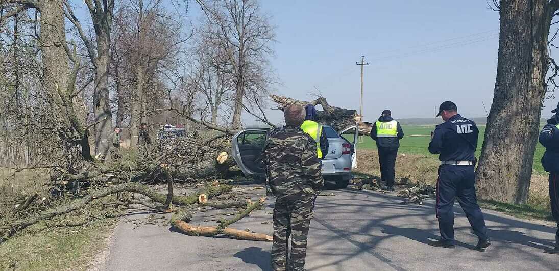 В Краснознаменском районе дерево рухнуло на ехавшую по дороге машину (фото) - Новости Калининграда | Фото: очевидец