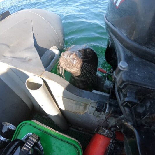 В Янтарном в лодку к ныряльщикам забрался тюлень (фото) - Новости Калининграда | Фото: читатель &quot;Клопс&quot;