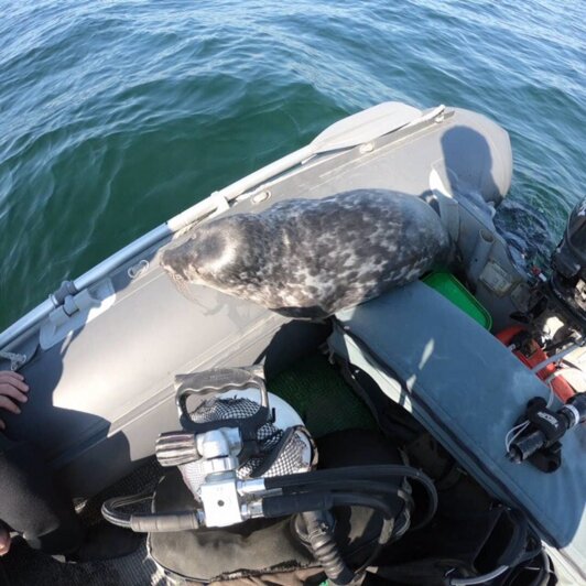 В Янтарном в лодку к ныряльщикам забрался тюлень (фото) - Новости Калининграда | Фото: читатель &quot;Клопс&quot;