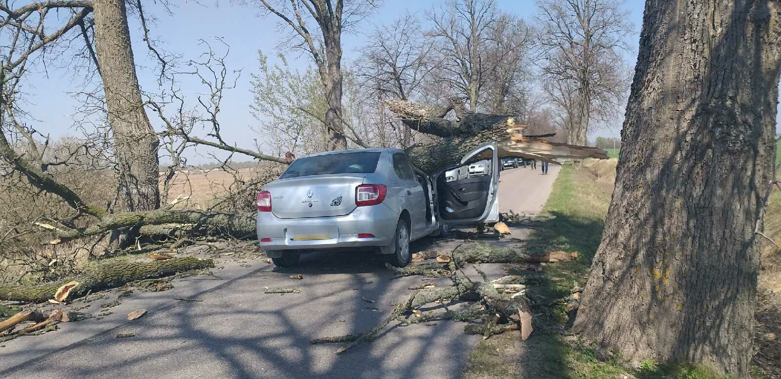 В Краснознаменском районе дерево рухнуло на ехавшую по дороге машину (фото)  - Новости Калининграда